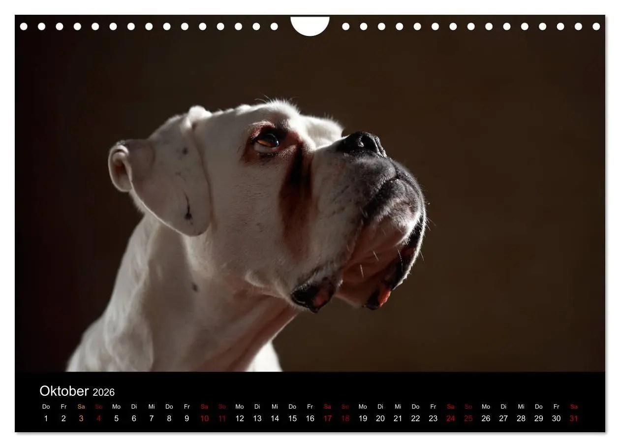 Bild: 9783457897874 | Liebenswerte Boxer (Wandkalender 2026 DIN A4 quer), CALVENDO...