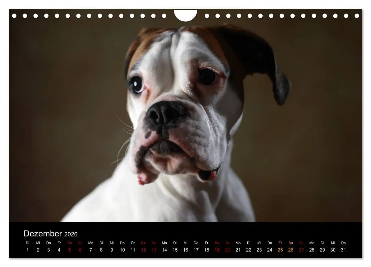 Bild: 9783457897874 | Liebenswerte Boxer (Wandkalender 2026 DIN A4 quer), CALVENDO...