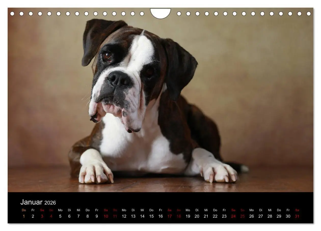 Bild: 9783457897874 | Liebenswerte Boxer (Wandkalender 2026 DIN A4 quer), CALVENDO...