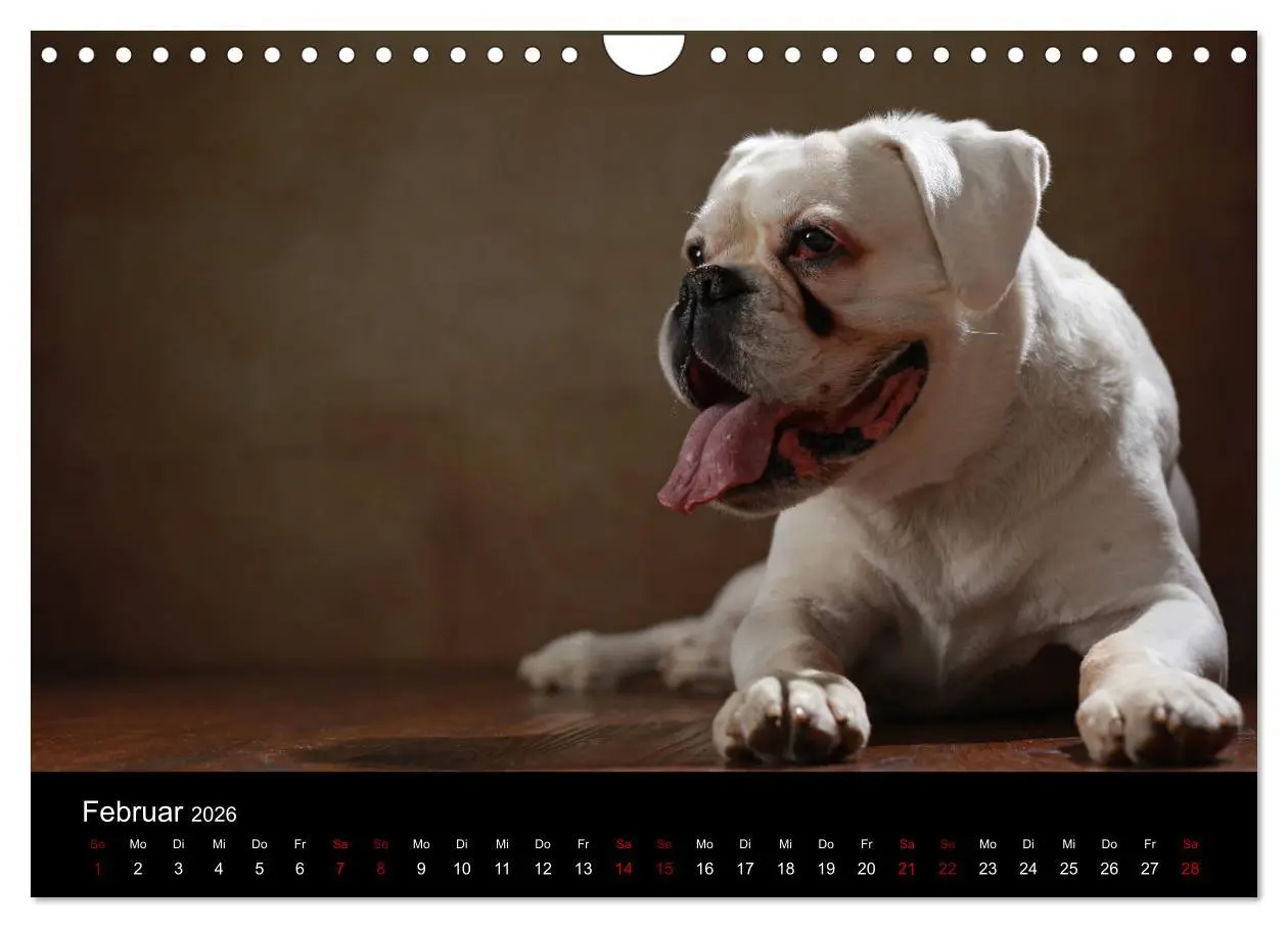 Bild: 9783457897874 | Liebenswerte Boxer (Wandkalender 2026 DIN A4 quer), CALVENDO...