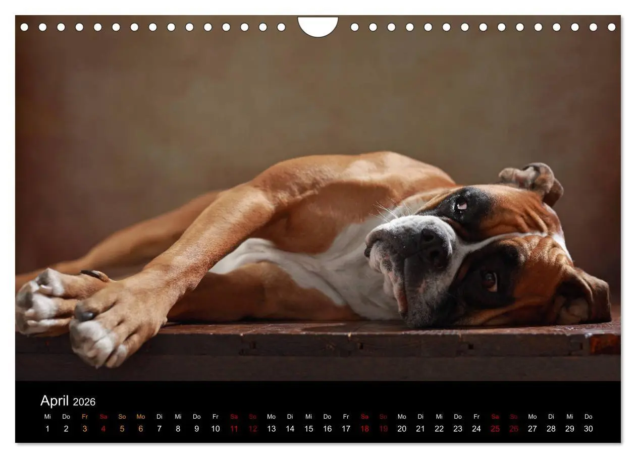 Bild: 9783457897874 | Liebenswerte Boxer (Wandkalender 2026 DIN A4 quer), CALVENDO...