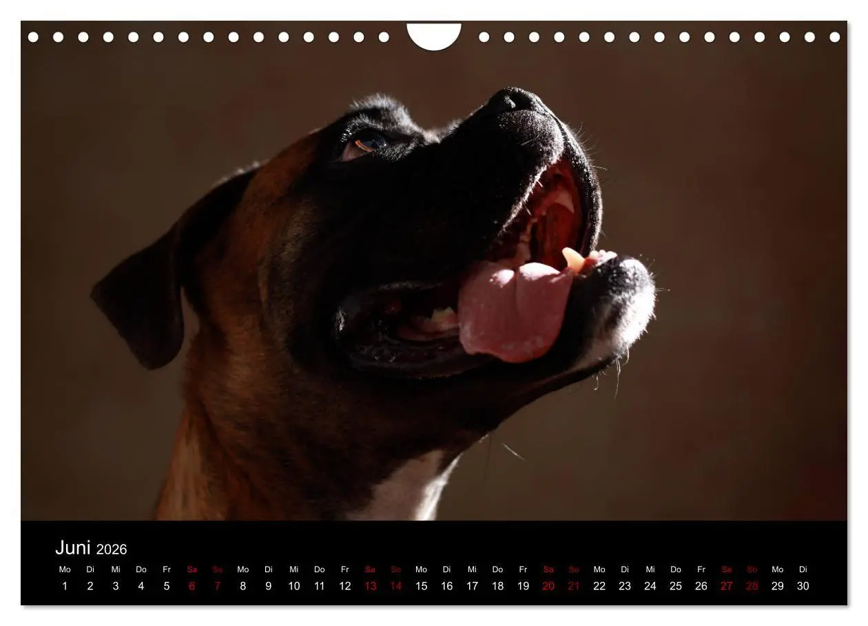 Bild: 9783457897874 | Liebenswerte Boxer (Wandkalender 2026 DIN A4 quer), CALVENDO...