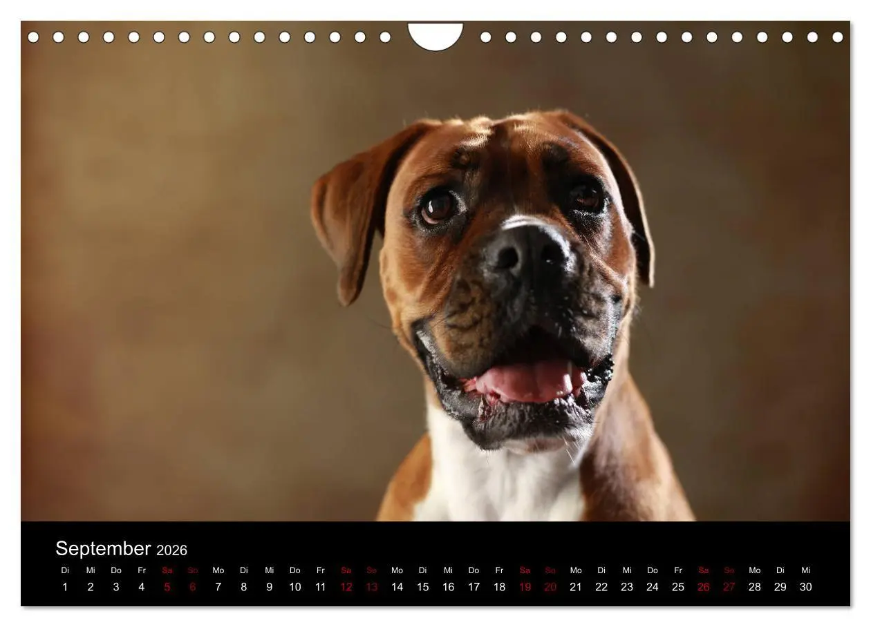 Bild: 9783457897874 | Liebenswerte Boxer (Wandkalender 2026 DIN A4 quer), CALVENDO...
