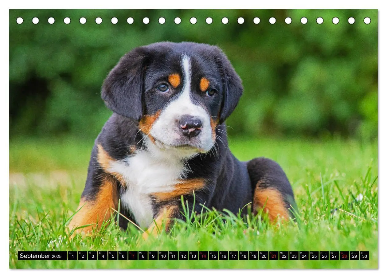 Bild: 9783435208074 | Ein Hund zum Verlieben - Großer Schweizer Sennenhund (Tischkalender...