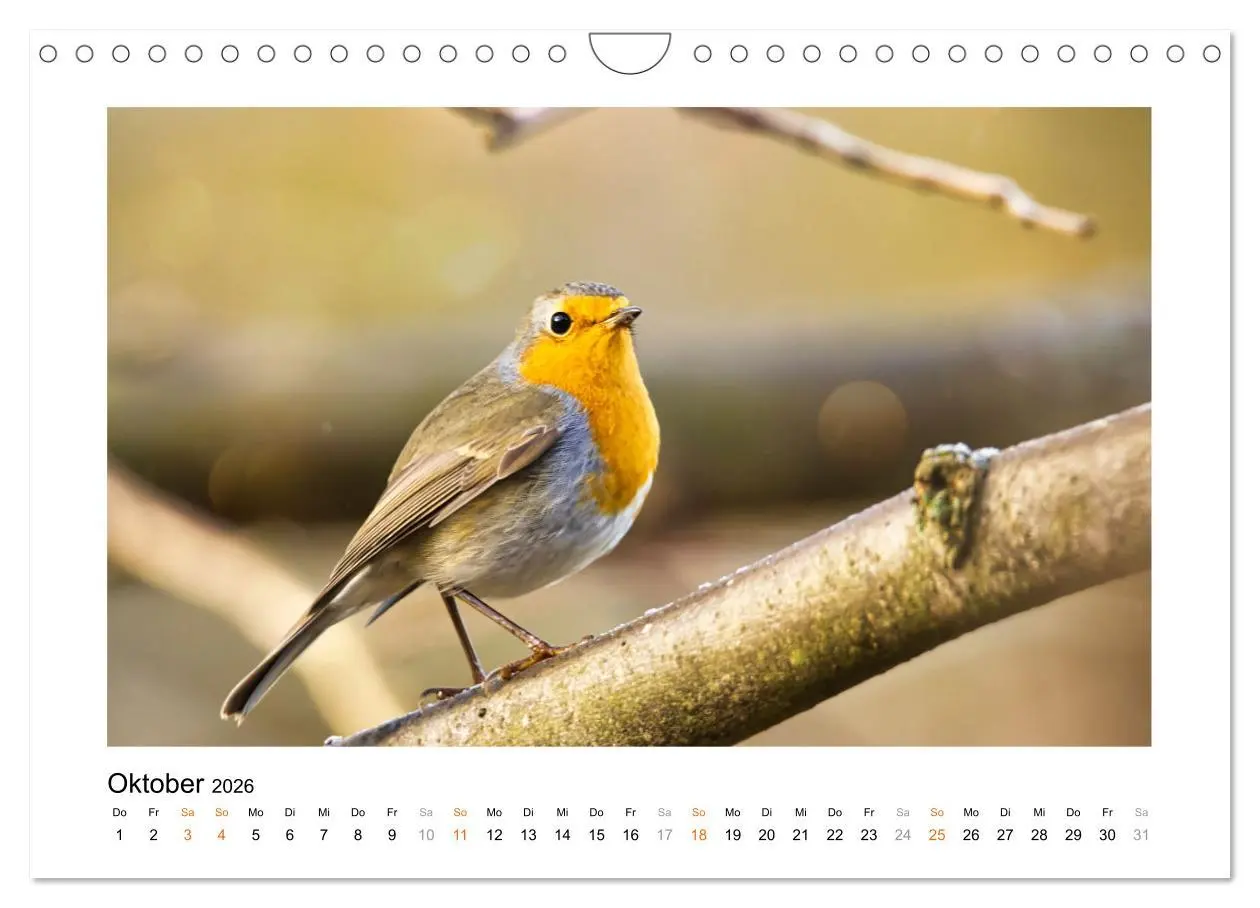Bild: 9783457538074 | Zauberhafte Rotkehlchen (Wandkalender 2026 DIN A4 quer), CALVENDO...