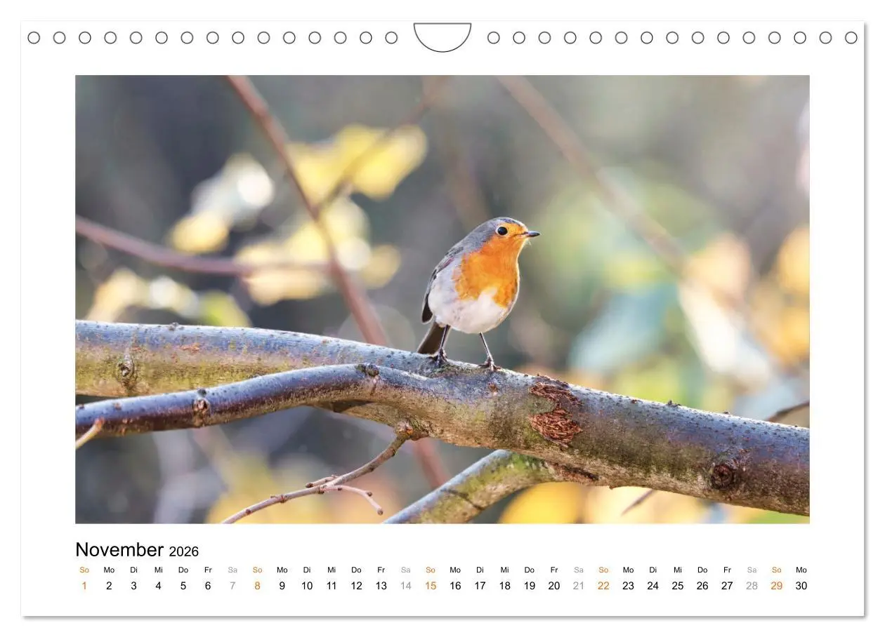 Bild: 9783457538074 | Zauberhafte Rotkehlchen (Wandkalender 2026 DIN A4 quer), CALVENDO...