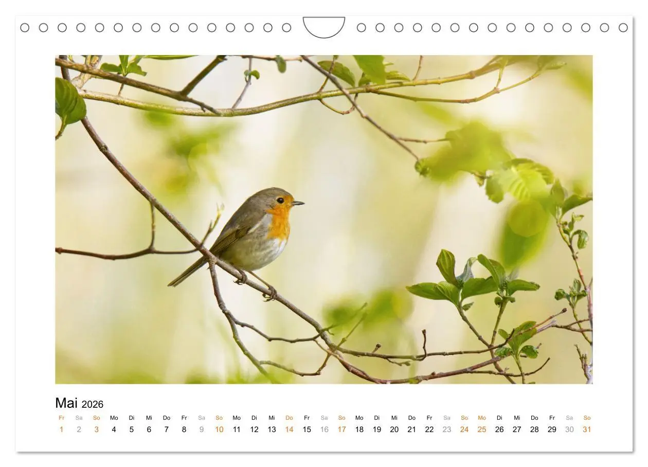 Bild: 9783457538074 | Zauberhafte Rotkehlchen (Wandkalender 2026 DIN A4 quer), CALVENDO...