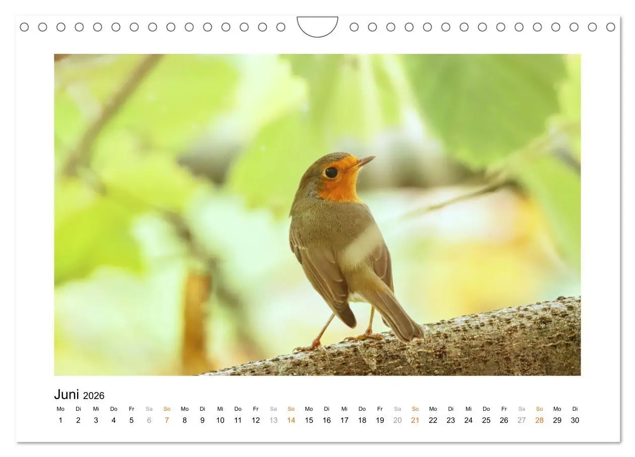 Bild: 9783457538074 | Zauberhafte Rotkehlchen (Wandkalender 2026 DIN A4 quer), CALVENDO...