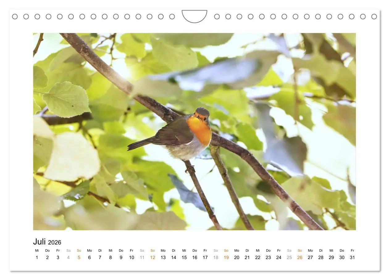 Bild: 9783457538074 | Zauberhafte Rotkehlchen (Wandkalender 2026 DIN A4 quer), CALVENDO...