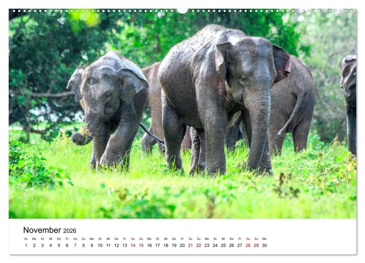 Bild: 9783457608074 | Sri Lanka - Eine wahre Perle im Indischen Ozean (Wandkalender 2026...