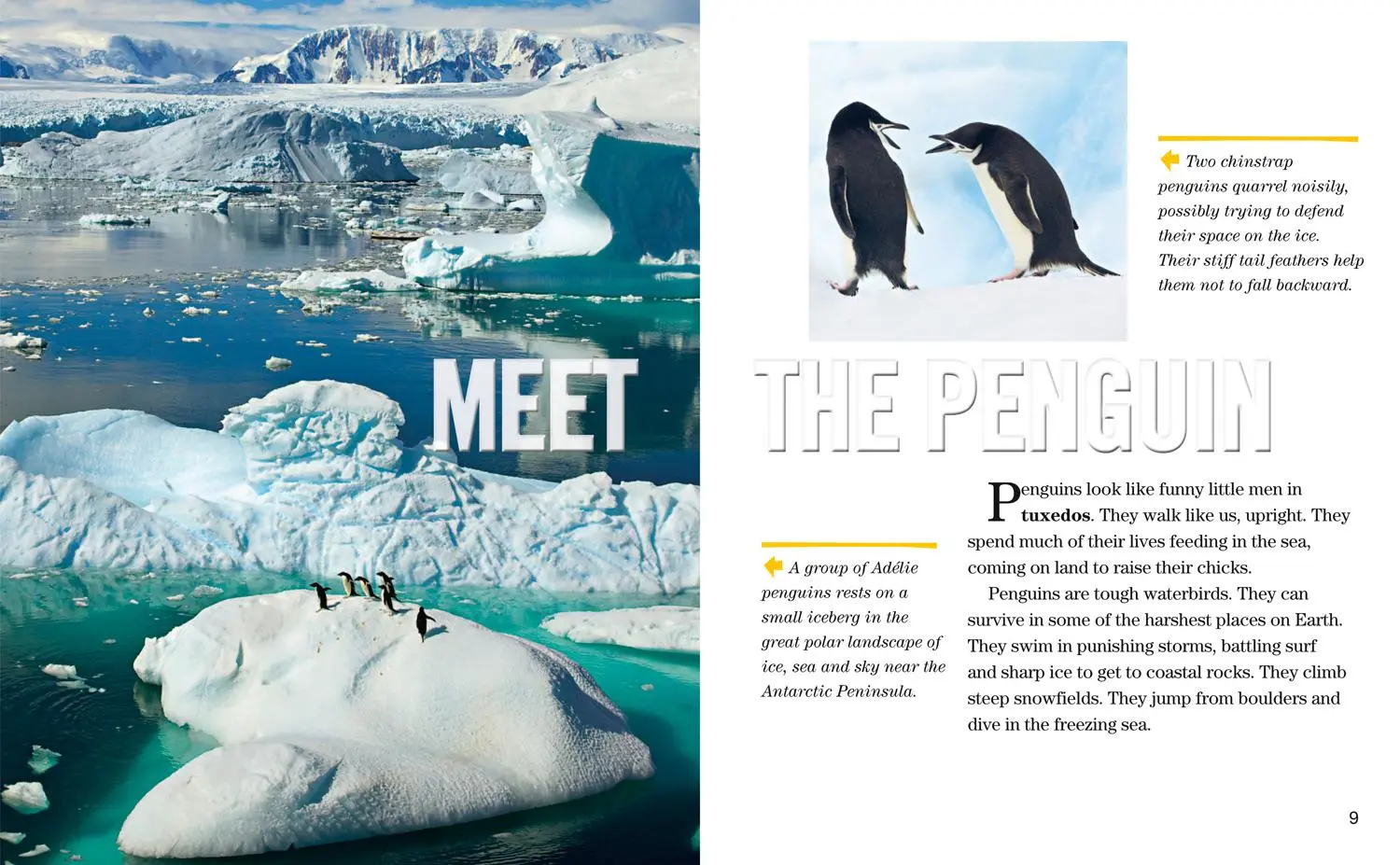 Bild: 9780008358174 | NAT GEO READER PENGUINS | Yva Momatiuk (u. a.) | Taschenbuch | 2019
