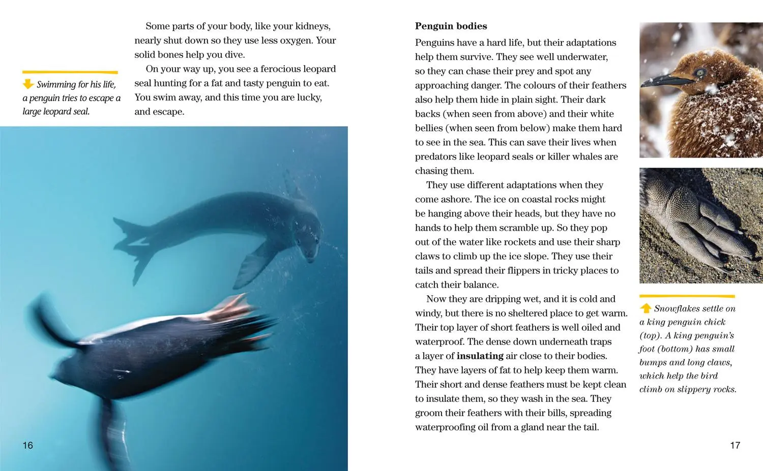 Bild: 9780008358174 | NAT GEO READER PENGUINS | Yva Momatiuk (u. a.) | Taschenbuch | 2019