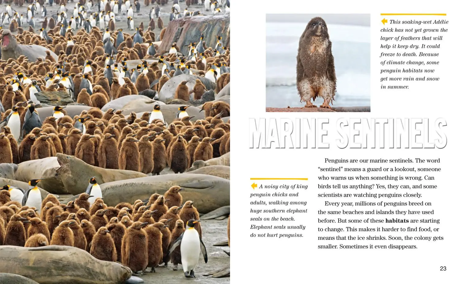 Bild: 9780008358174 | NAT GEO READER PENGUINS | Yva Momatiuk (u. a.) | Taschenbuch | 2019