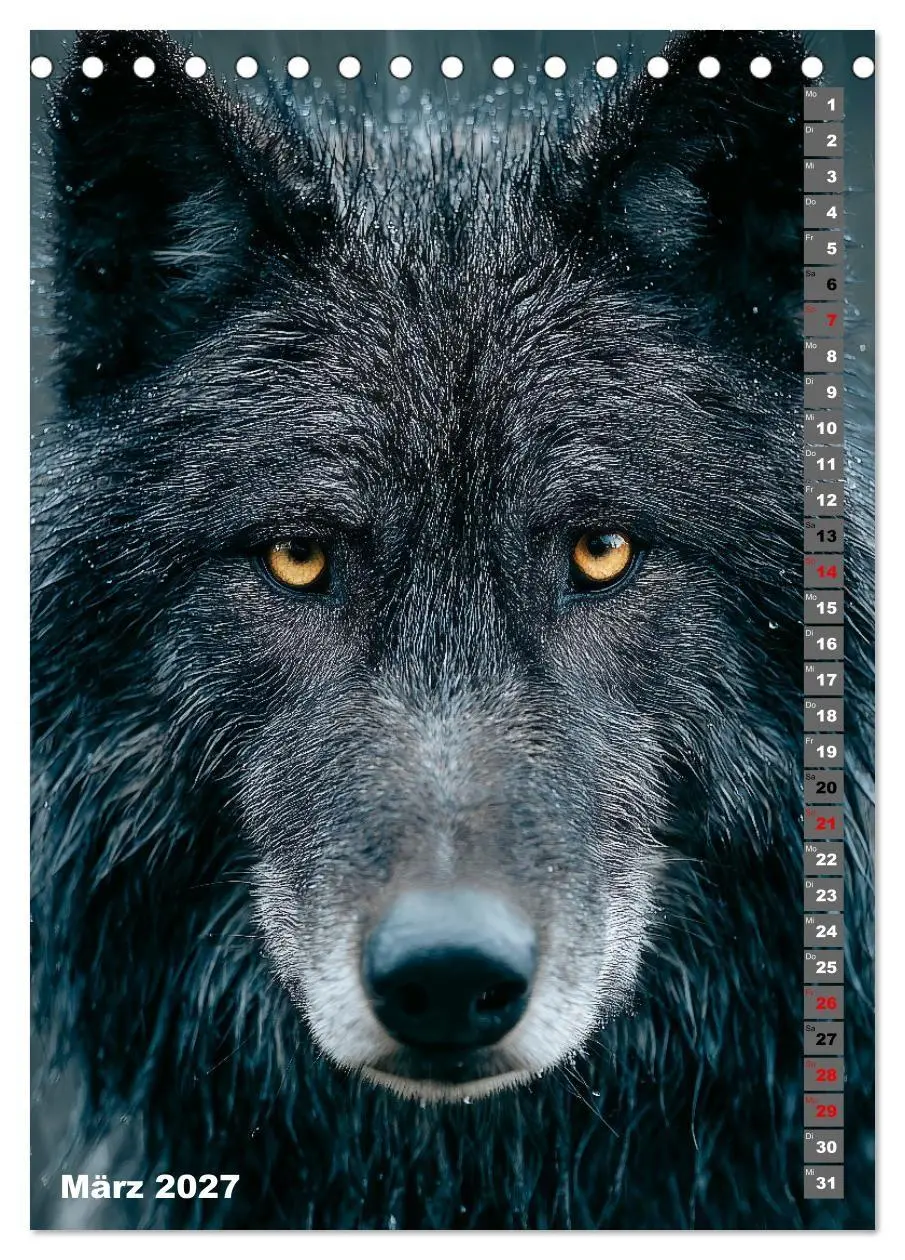 Bild: 9783516918274 | Wölfe aus aller Welt (Tischkalender 2027 DIN A5 hoch), CALVENDO...