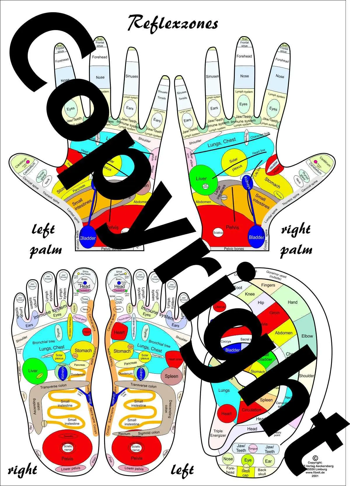 Reflexology Chart