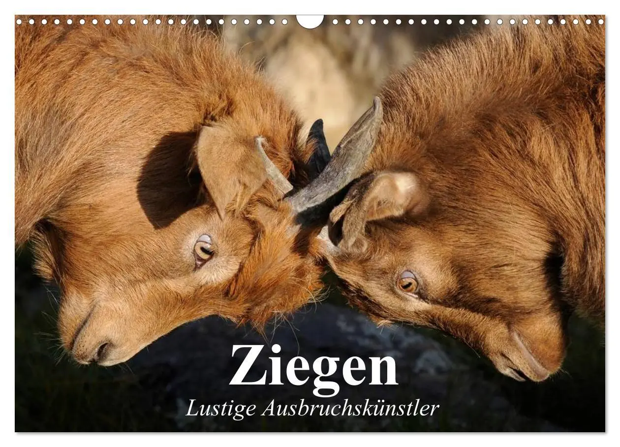 Cover: 9783457988374 | Ziegen. Lustige Ausbruchskünstler (Wandkalender 2026 DIN A3 quer),...