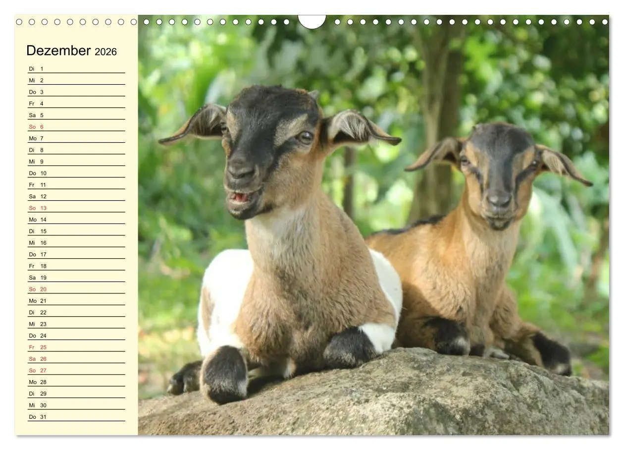 Bild: 9783457988374 | Ziegen. Lustige Ausbruchskünstler (Wandkalender 2026 DIN A3 quer),...