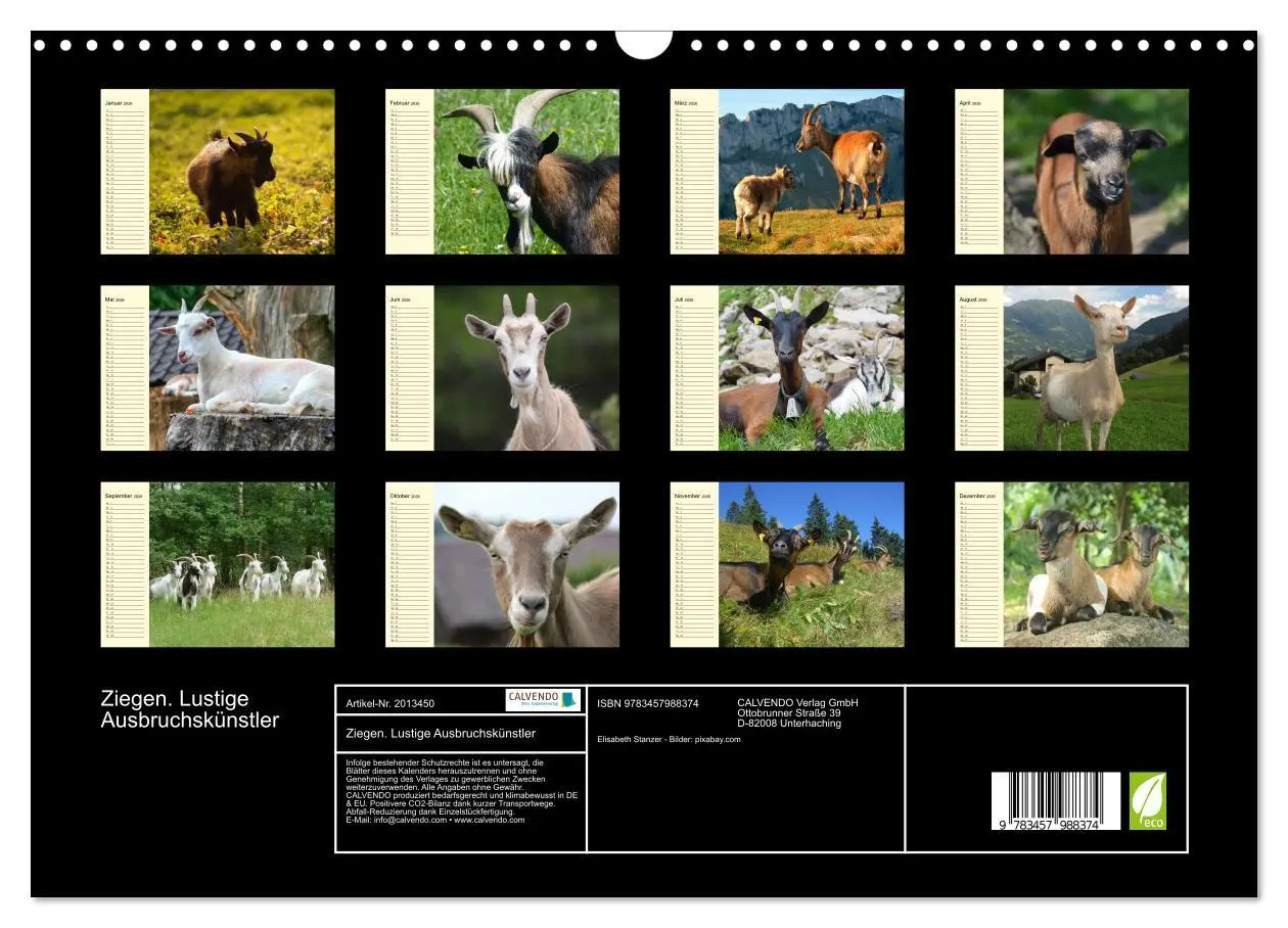 Bild: 9783457988374 | Ziegen. Lustige Ausbruchskünstler (Wandkalender 2026 DIN A3 quer),...