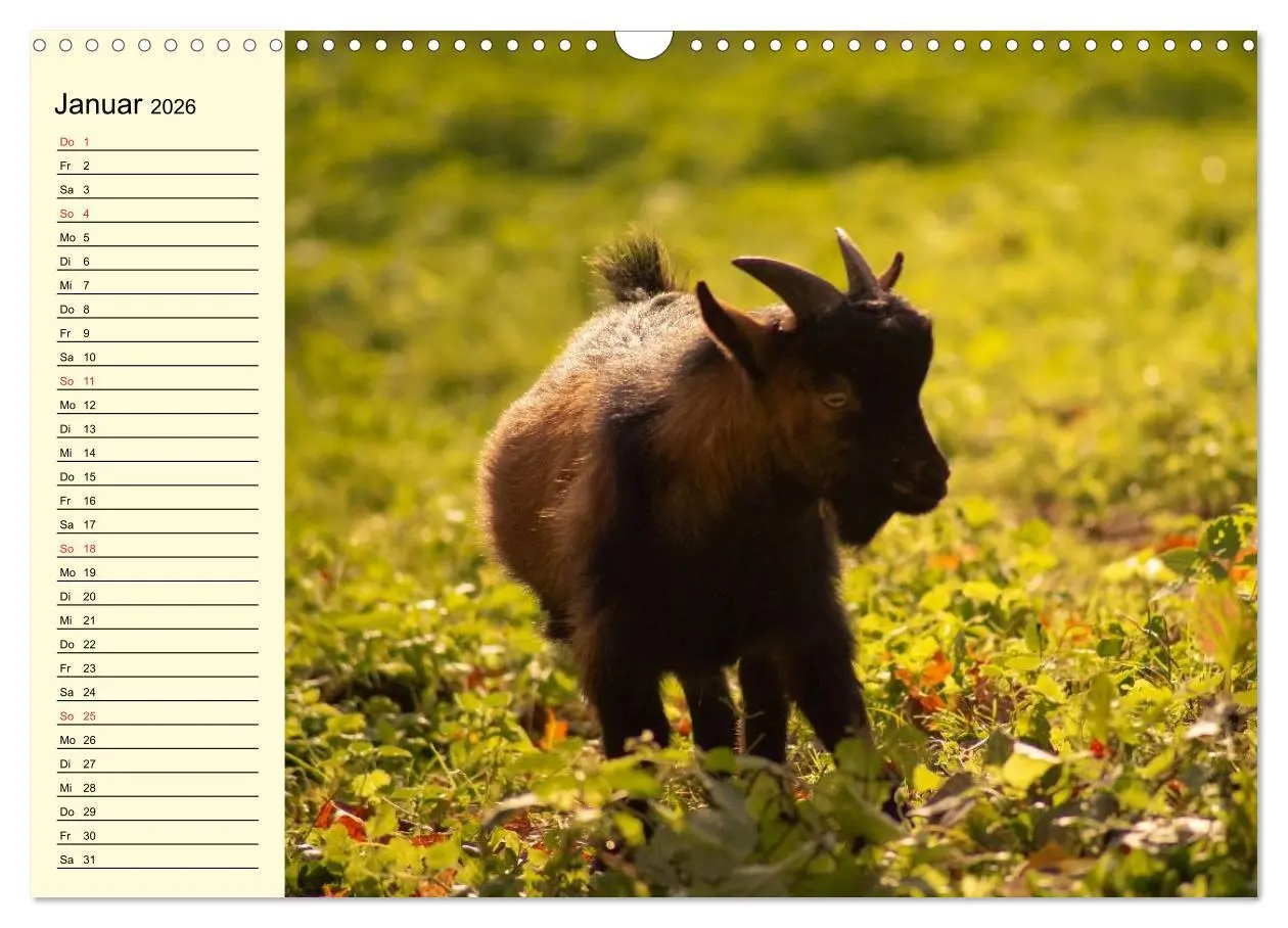 Bild: 9783457988374 | Ziegen. Lustige Ausbruchskünstler (Wandkalender 2026 DIN A3 quer),...