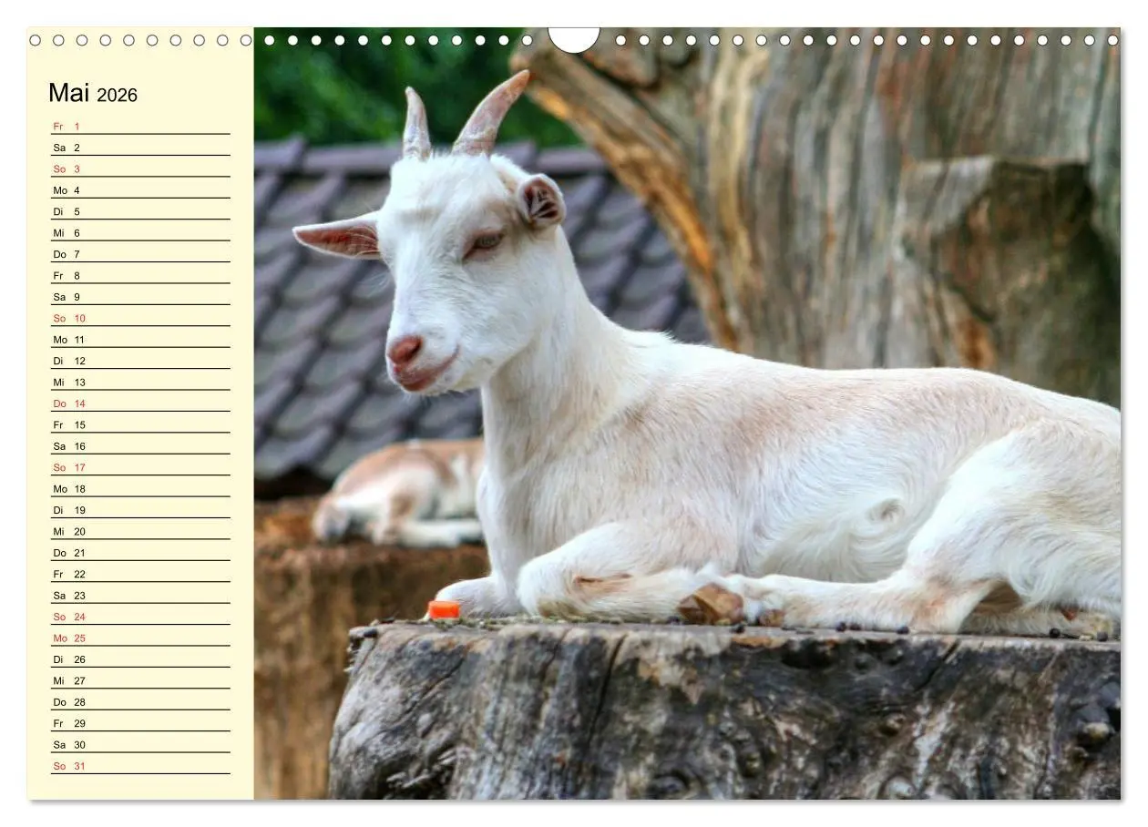 Bild: 9783457988374 | Ziegen. Lustige Ausbruchskünstler (Wandkalender 2026 DIN A3 quer),...