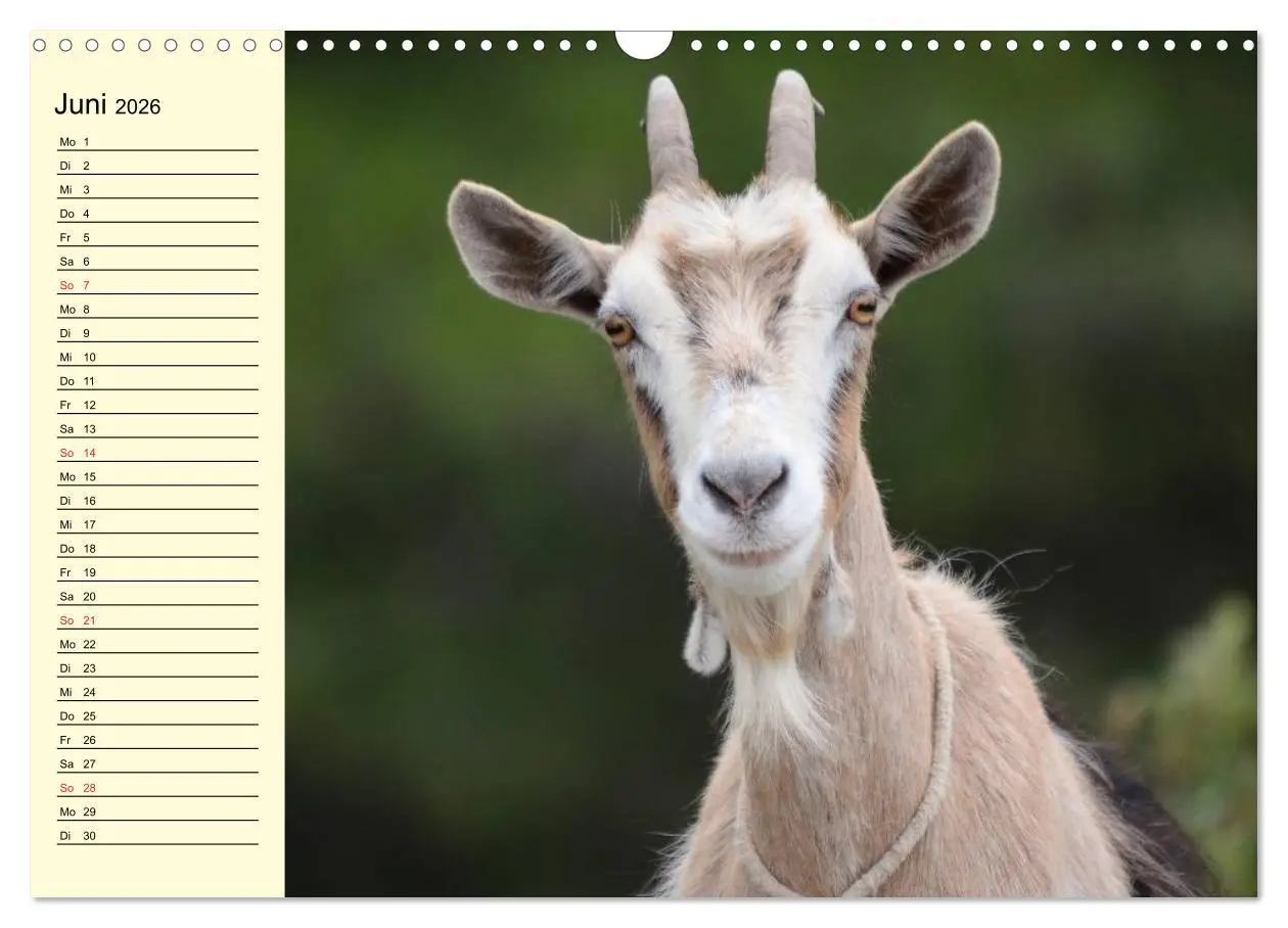 Bild: 9783457988374 | Ziegen. Lustige Ausbruchskünstler (Wandkalender 2026 DIN A3 quer),...