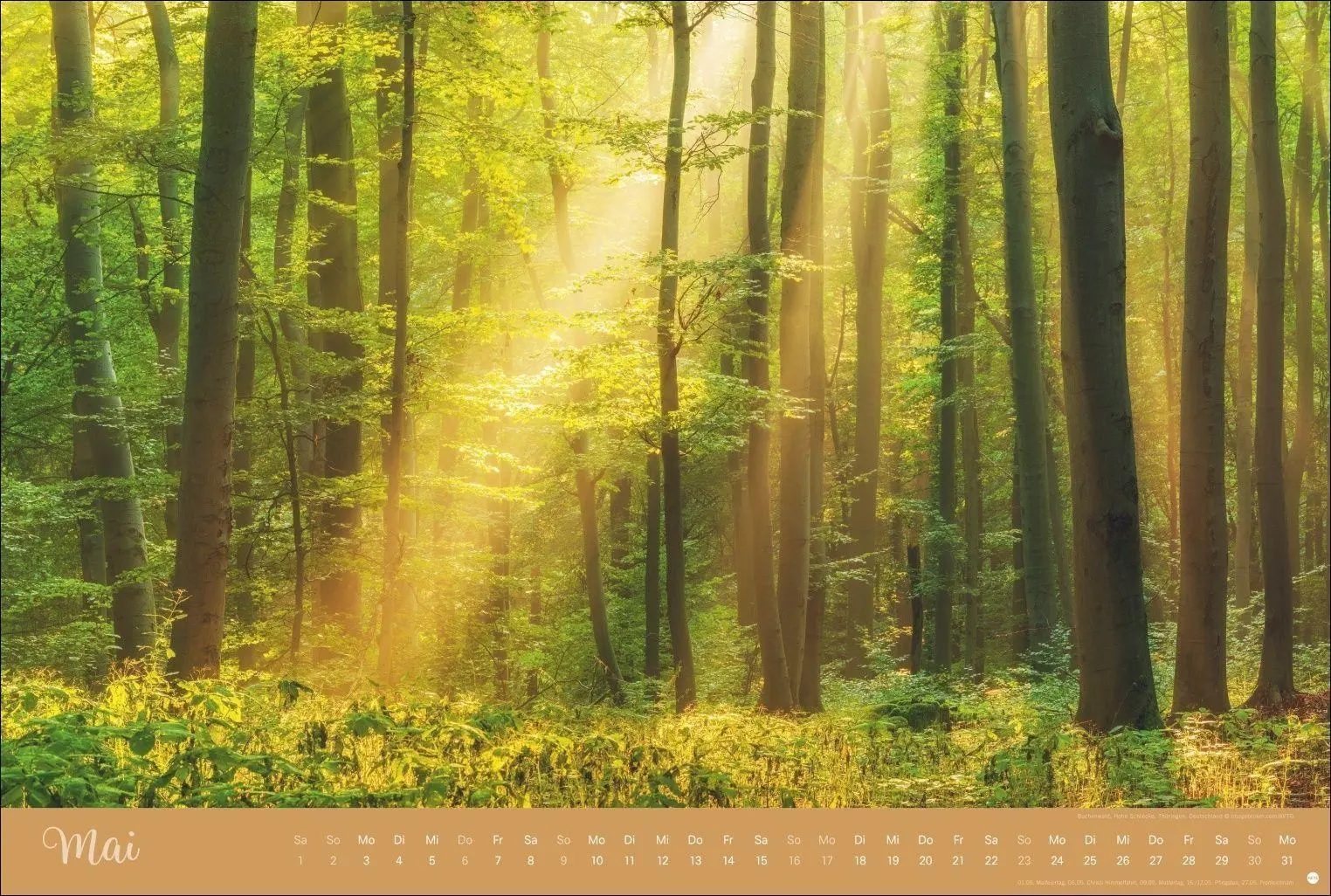 Bild: 9783756418374 | Zauberwälder Edition Kalender 2027 | Heye | Kalender | Spiralbindung