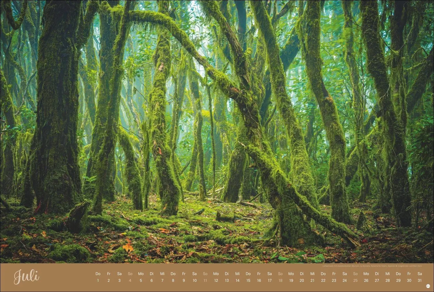 Bild: 9783756418374 | Zauberwälder Edition Kalender 2027 | Heye | Kalender | Spiralbindung