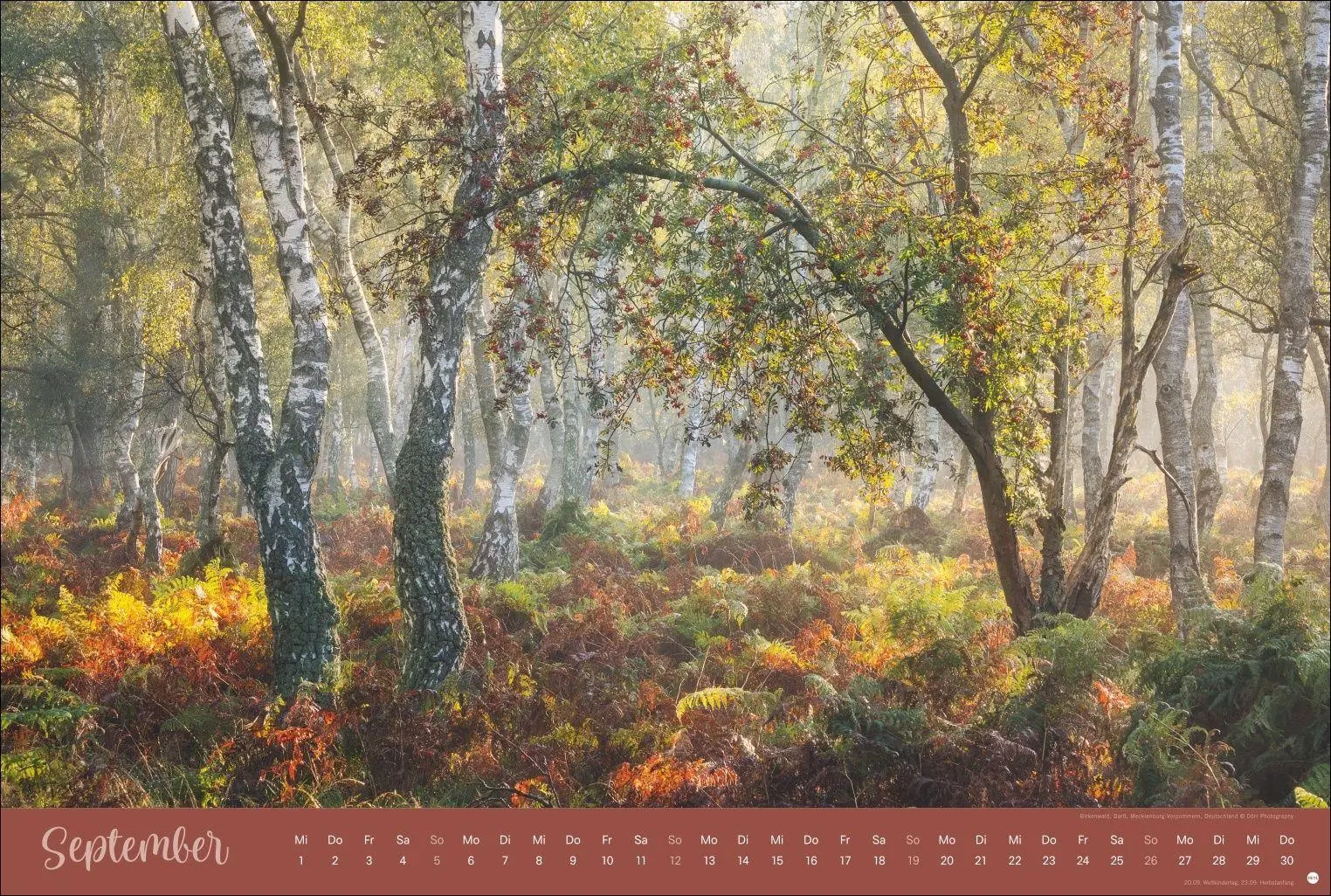 Bild: 9783756418374 | Zauberwälder Edition Kalender 2027 | Heye | Kalender | Spiralbindung