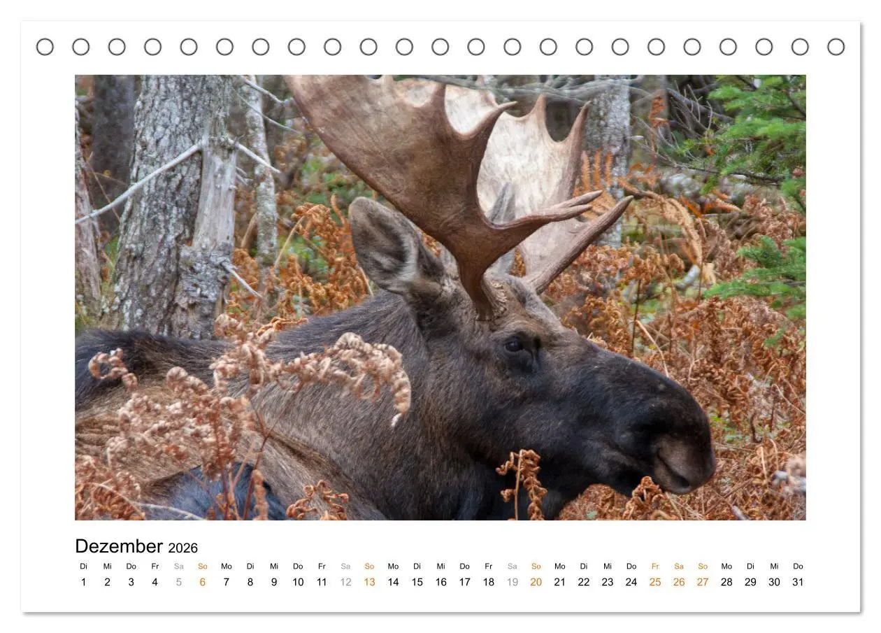 Bild: 9783457648674 | Neuschottland, Kanada (Tischkalender 2026 DIN A5 quer), CALVENDO...