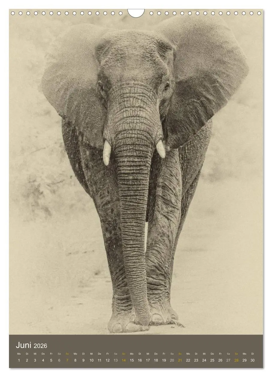 Bild: 9783516428674 | Afrikas Tierwelt - Sepia-Art (Wandkalender 2026 DIN A3 hoch),...