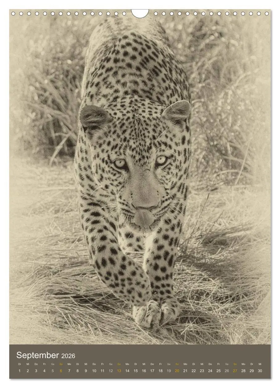 Bild: 9783516428674 | Afrikas Tierwelt - Sepia-Art (Wandkalender 2026 DIN A3 hoch),...