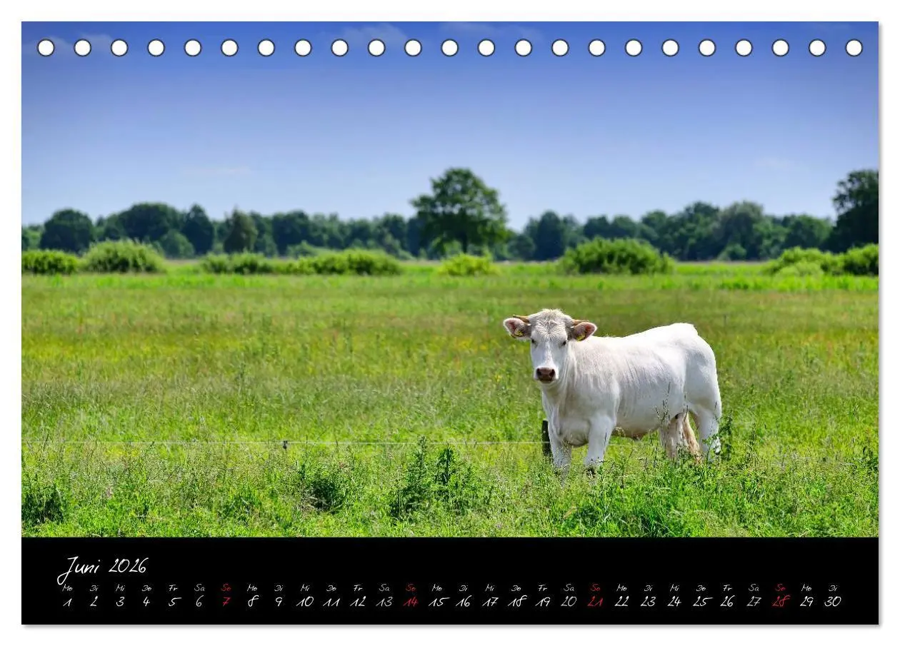 Bild: 9783516038774 | Vier- und Marschlande Hamburgs grüner Südosten (Tischkalender 2026...