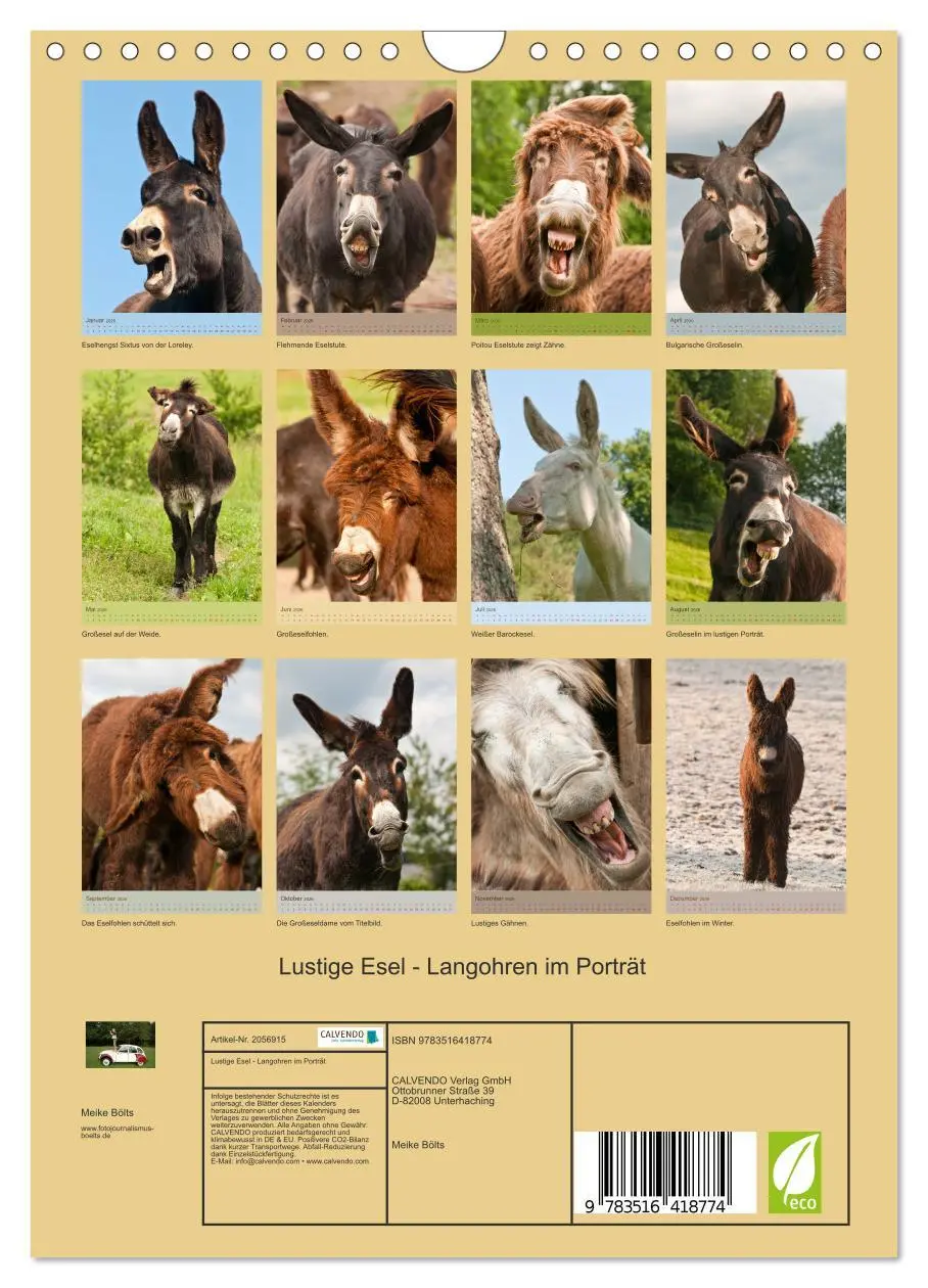 Bild: 9783516418774 | Lustige Esel - Langohren im Porträt (Wandkalender 2026 DIN A4...