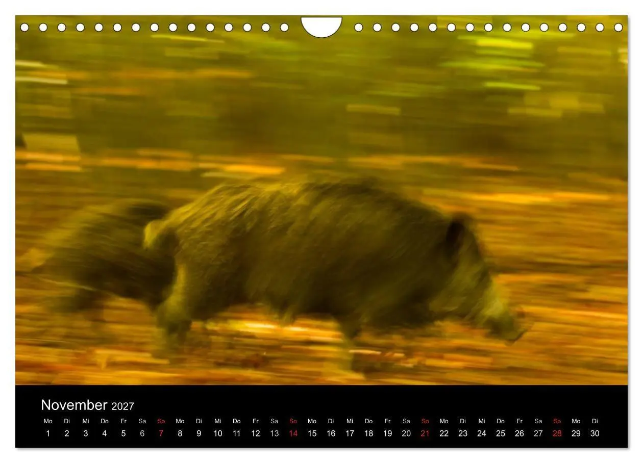 Bild: 9783594018774 | Wilde Wutzen. Das heimische Wildschwein (Wandkalender 2027 DIN A4...