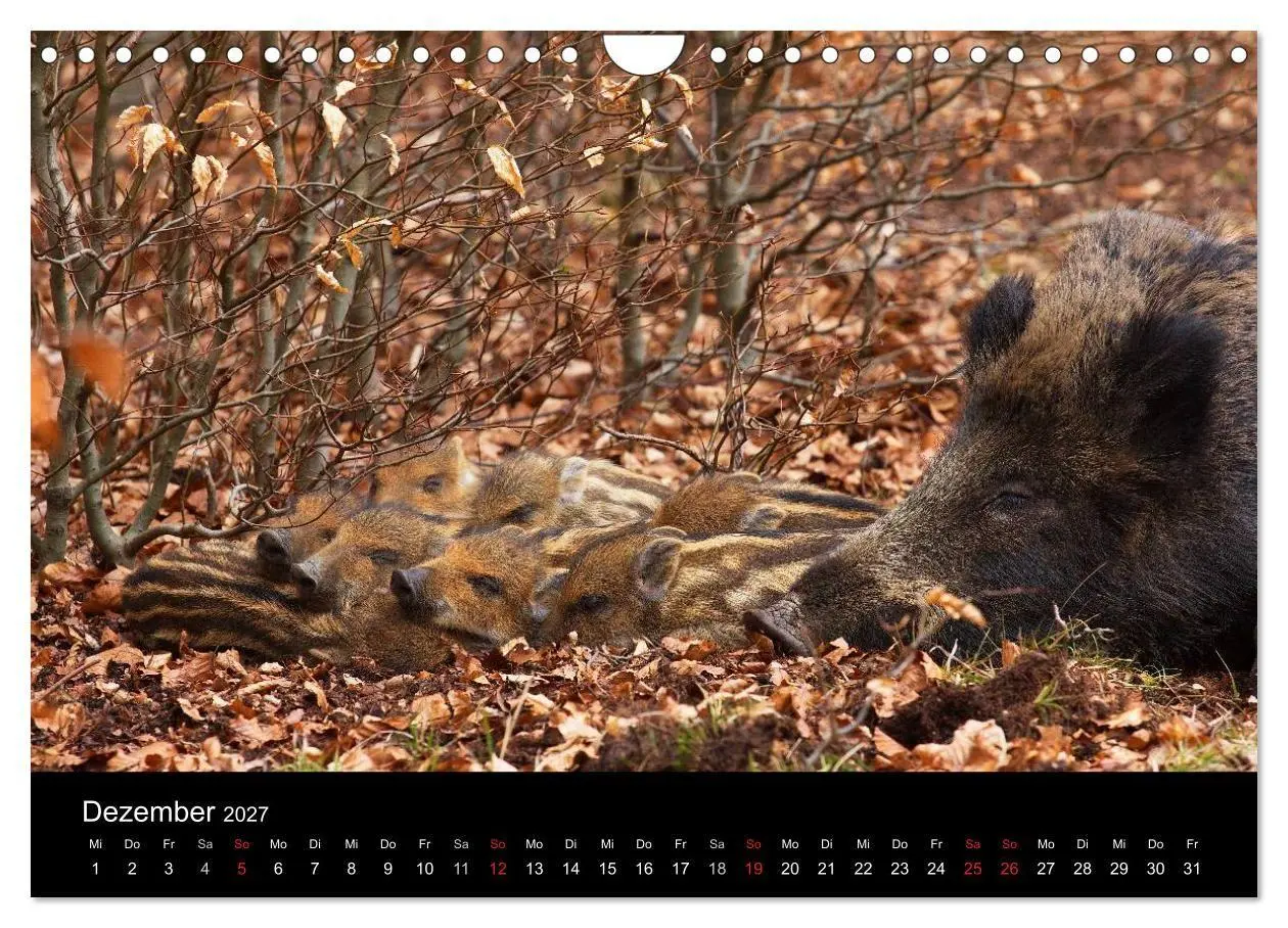 Bild: 9783594018774 | Wilde Wutzen. Das heimische Wildschwein (Wandkalender 2027 DIN A4...