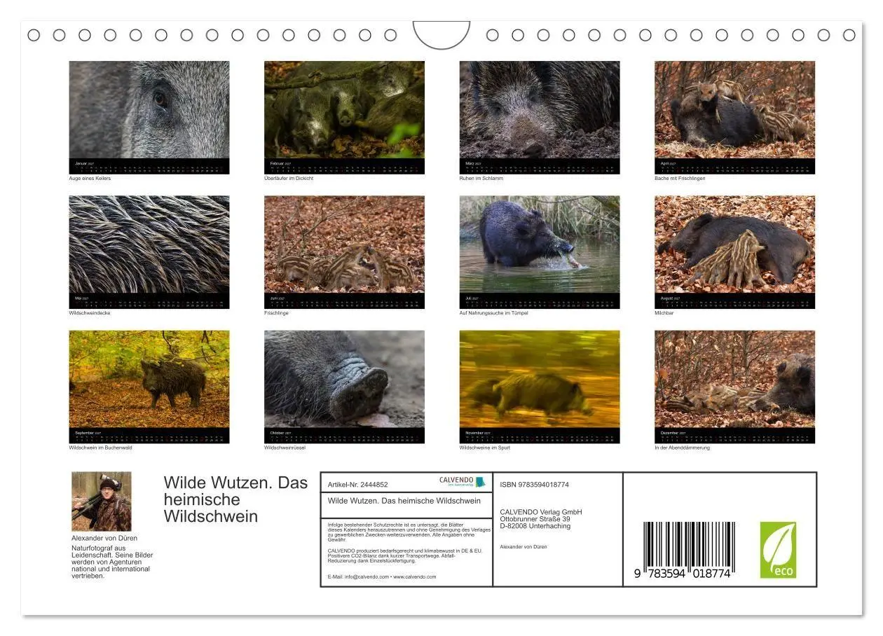 Bild: 9783594018774 | Wilde Wutzen. Das heimische Wildschwein (Wandkalender 2027 DIN A4...