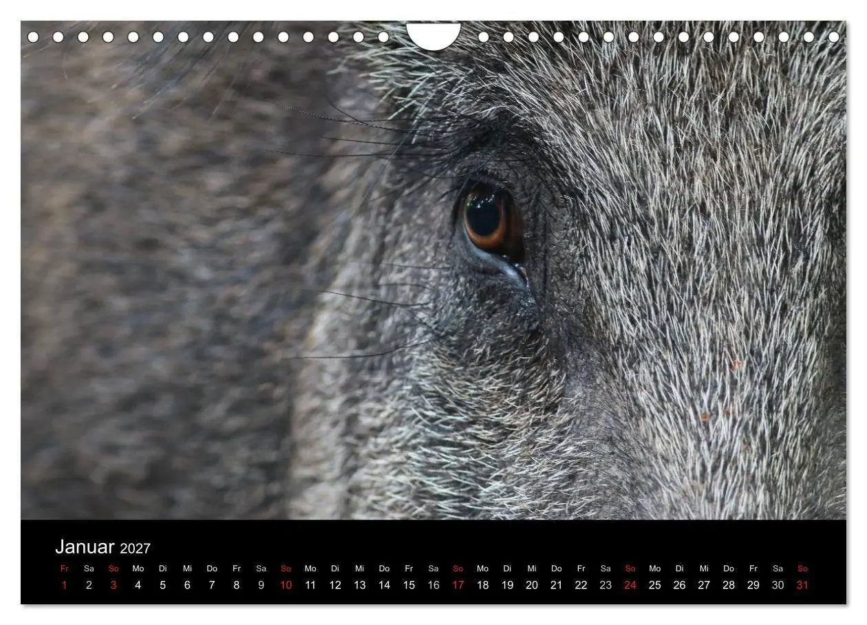 Bild: 9783594018774 | Wilde Wutzen. Das heimische Wildschwein (Wandkalender 2027 DIN A4...