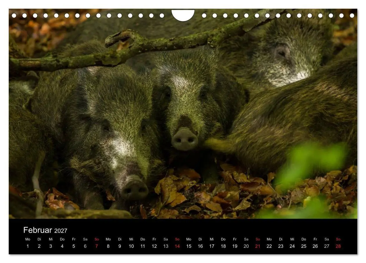 Bild: 9783594018774 | Wilde Wutzen. Das heimische Wildschwein (Wandkalender 2027 DIN A4...