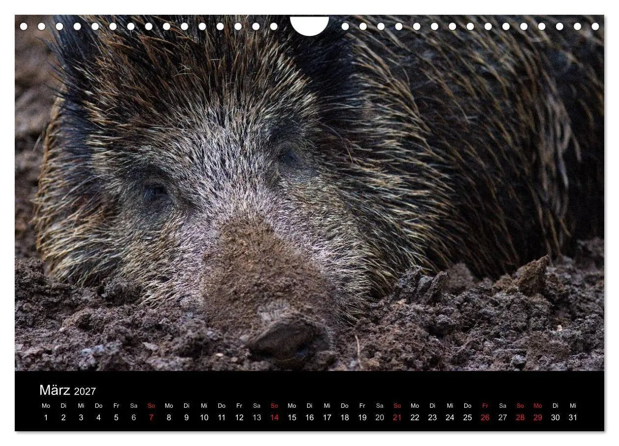 Bild: 9783594018774 | Wilde Wutzen. Das heimische Wildschwein (Wandkalender 2027 DIN A4...