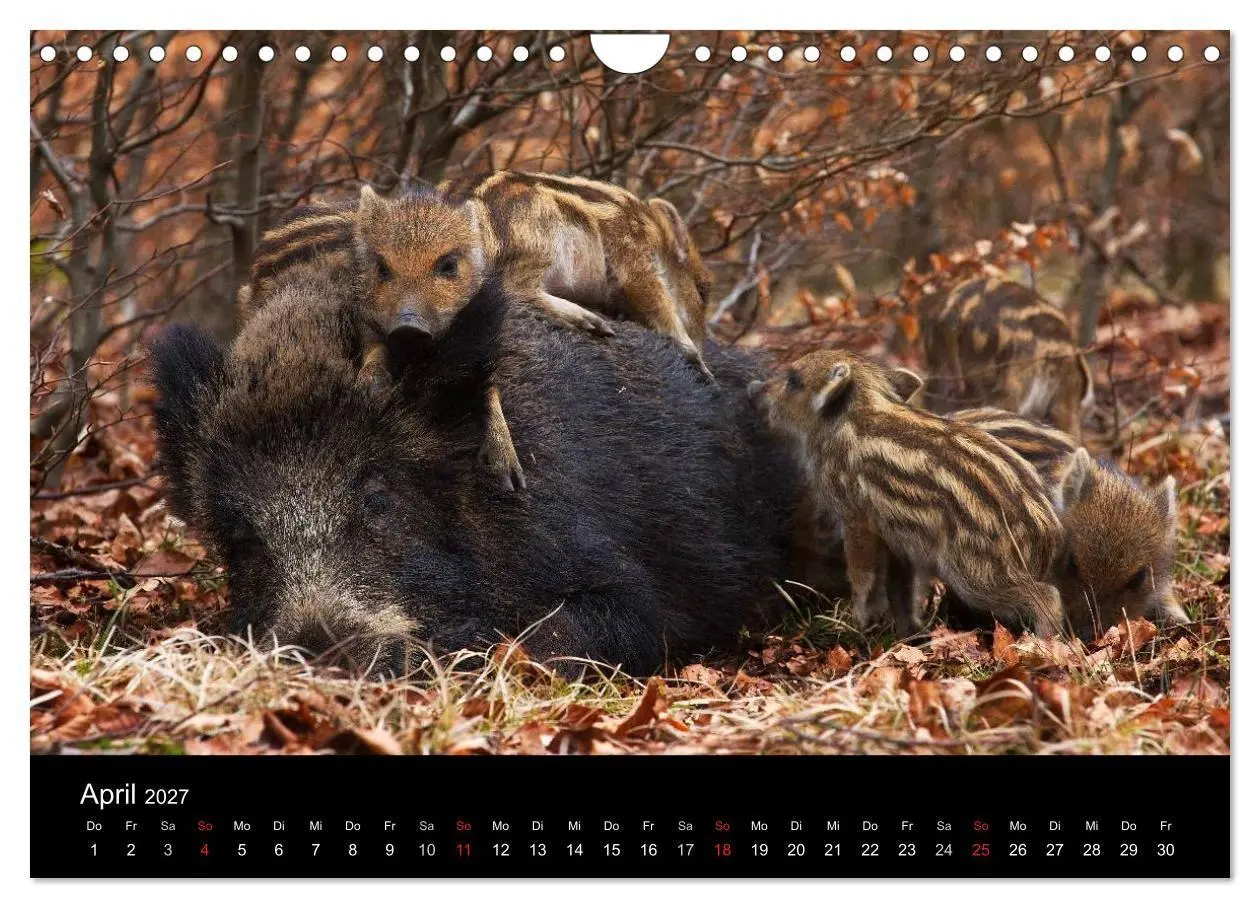Bild: 9783594018774 | Wilde Wutzen. Das heimische Wildschwein (Wandkalender 2027 DIN A4...