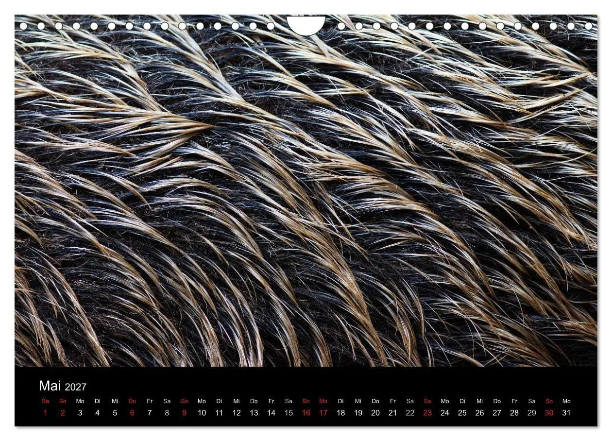 Bild: 9783594018774 | Wilde Wutzen. Das heimische Wildschwein (Wandkalender 2027 DIN A4...