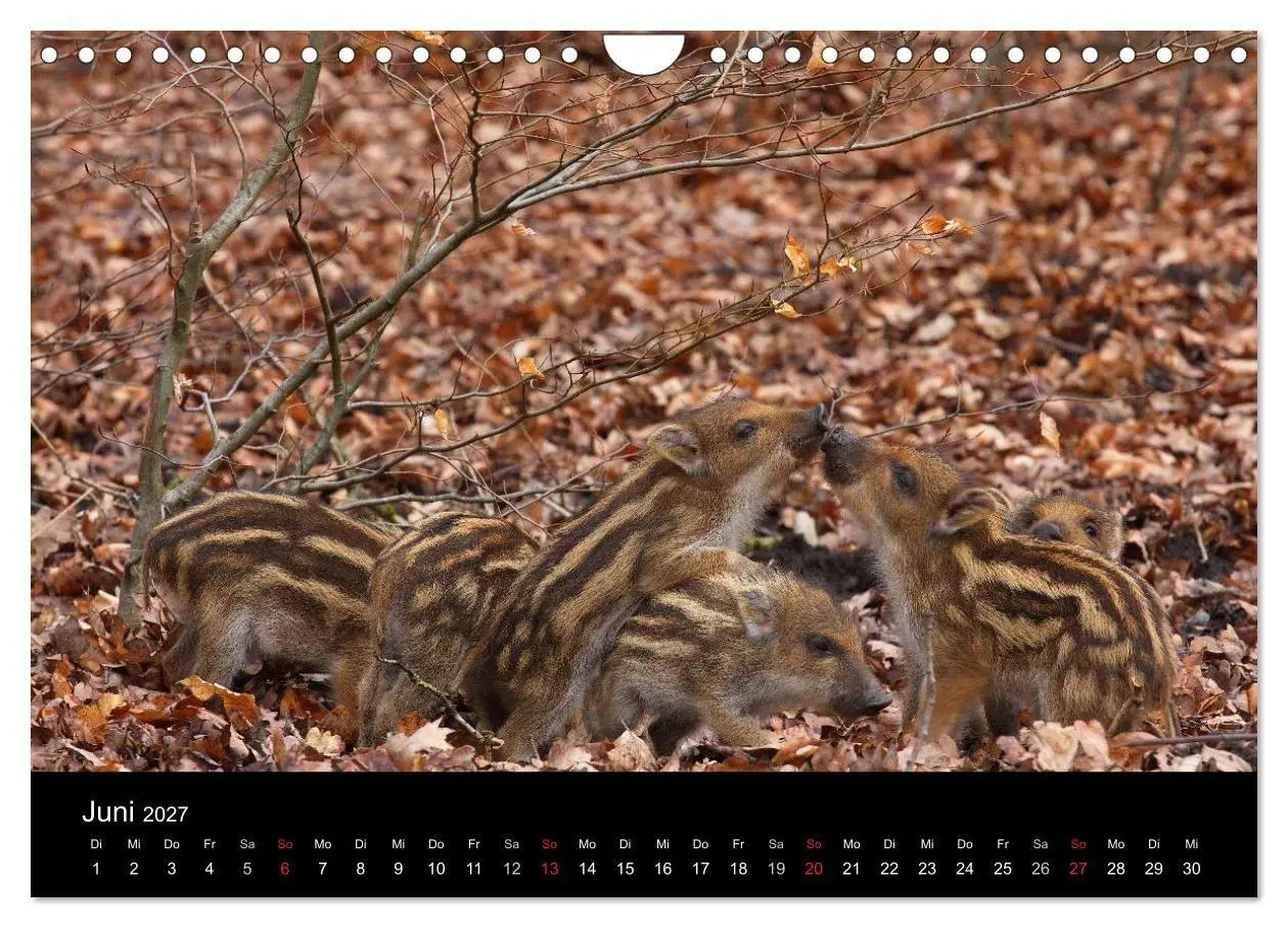 Bild: 9783594018774 | Wilde Wutzen. Das heimische Wildschwein (Wandkalender 2027 DIN A4...