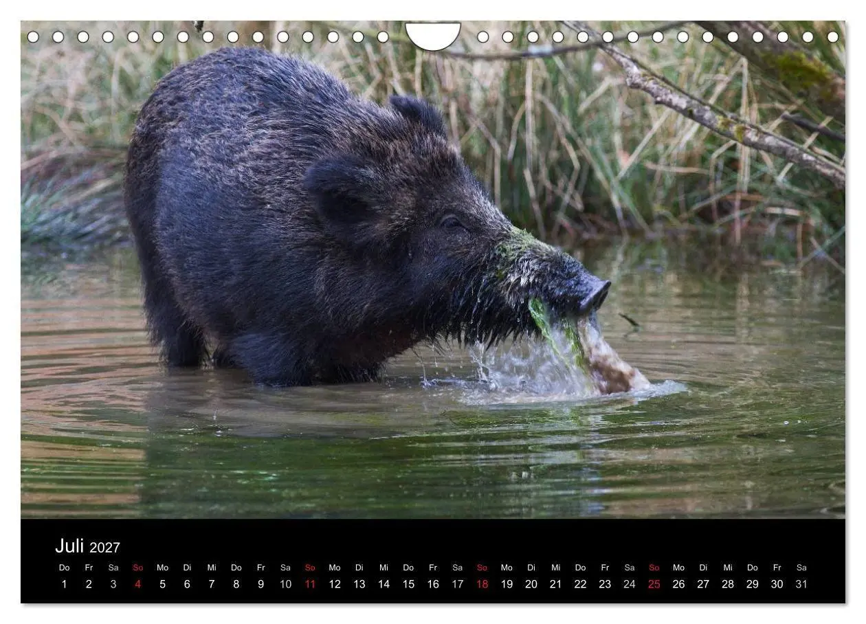 Bild: 9783594018774 | Wilde Wutzen. Das heimische Wildschwein (Wandkalender 2027 DIN A4...