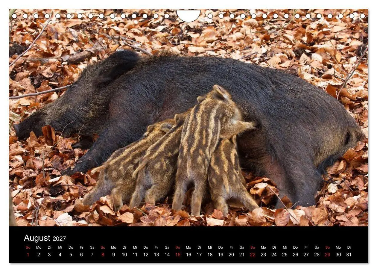 Bild: 9783594018774 | Wilde Wutzen. Das heimische Wildschwein (Wandkalender 2027 DIN A4...