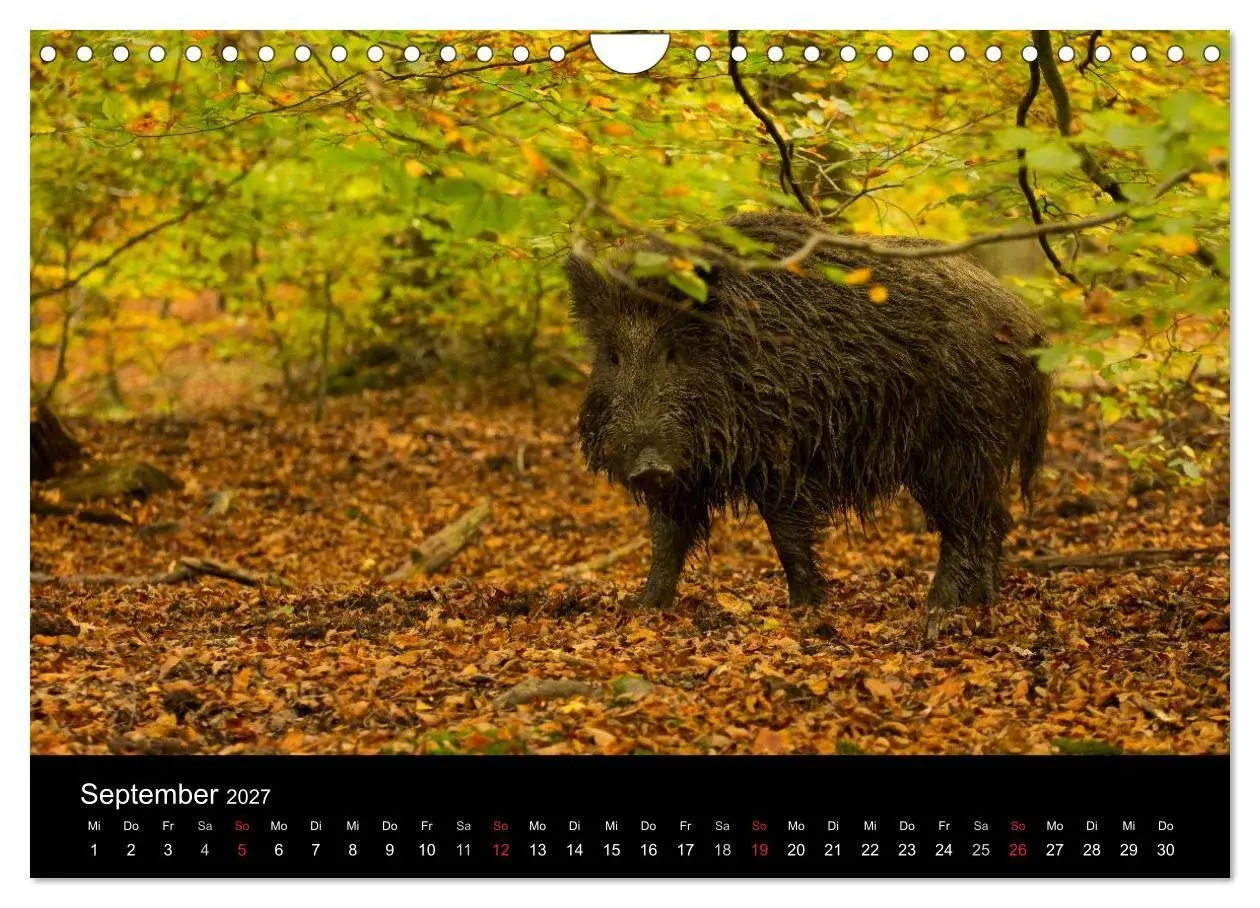 Bild: 9783594018774 | Wilde Wutzen. Das heimische Wildschwein (Wandkalender 2027 DIN A4...