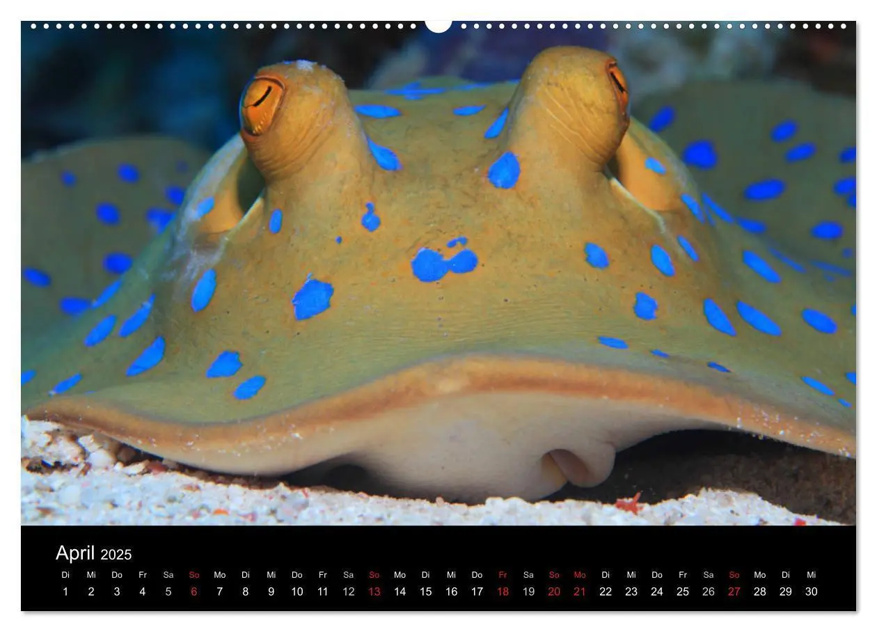 Bild: 9783435398874 | Bilder der Tiefe 2025 (Wandkalender 2025 DIN A2 quer), CALVENDO...