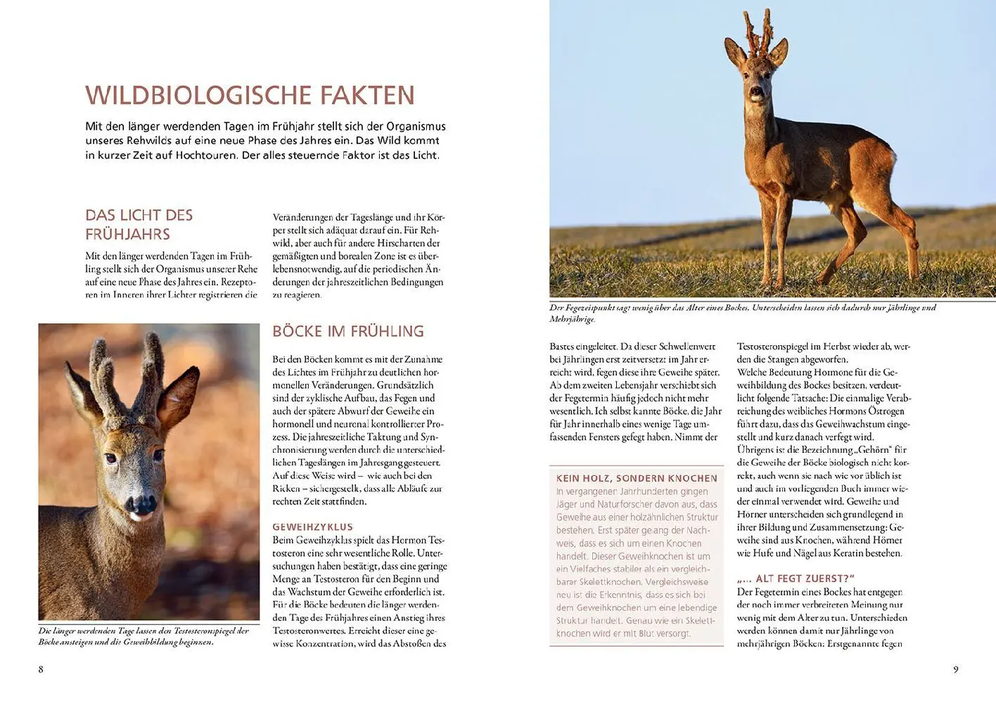 Bild: 9783440178874 | Auf Rehe jagen | Konstantin Börner | Buch | 160 S. | Deutsch | 2024