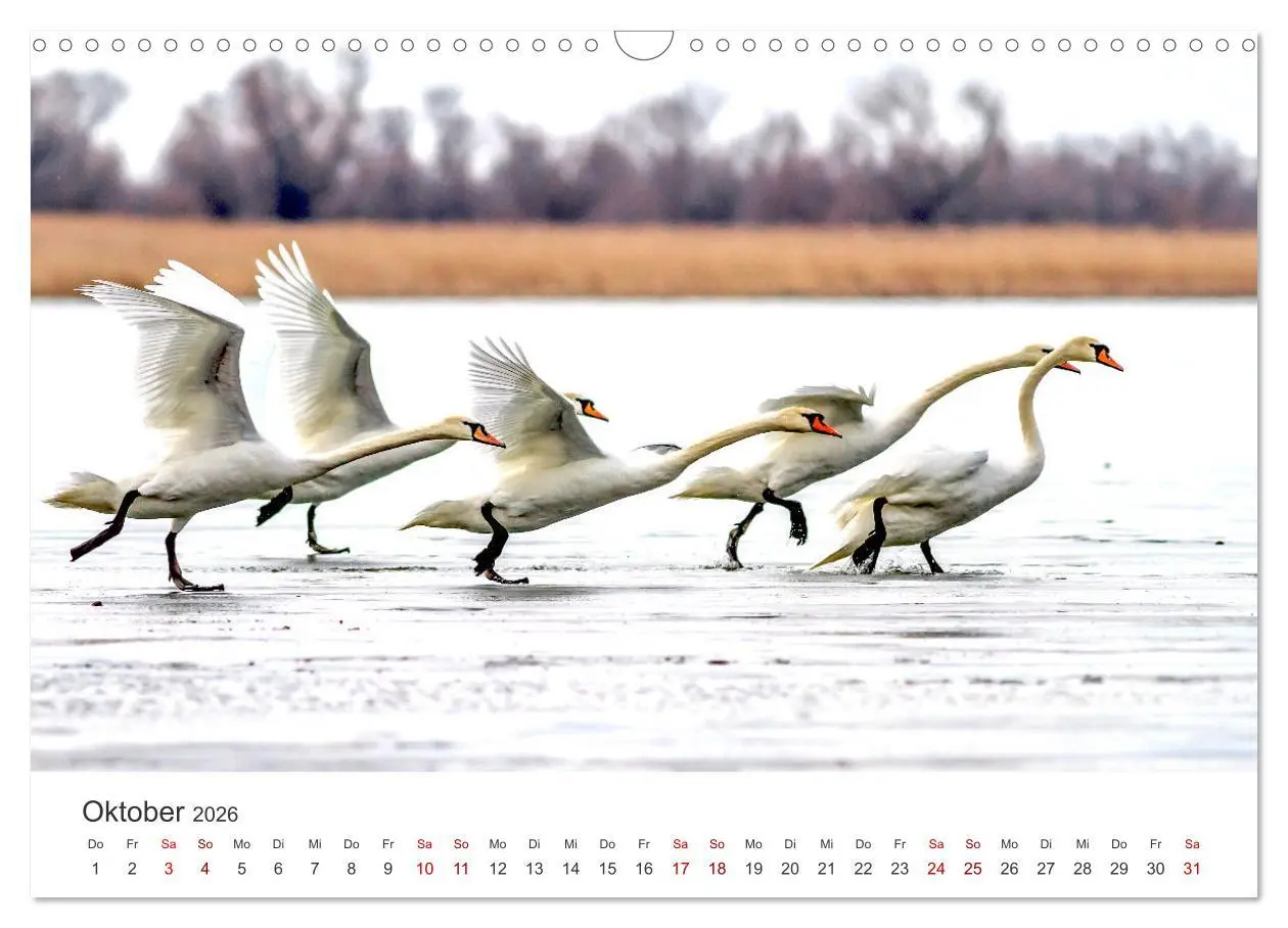 Bild: 9783457558874 | Schwäne - Prachtvolle Federkleider. (Wandkalender 2026 DIN A3...