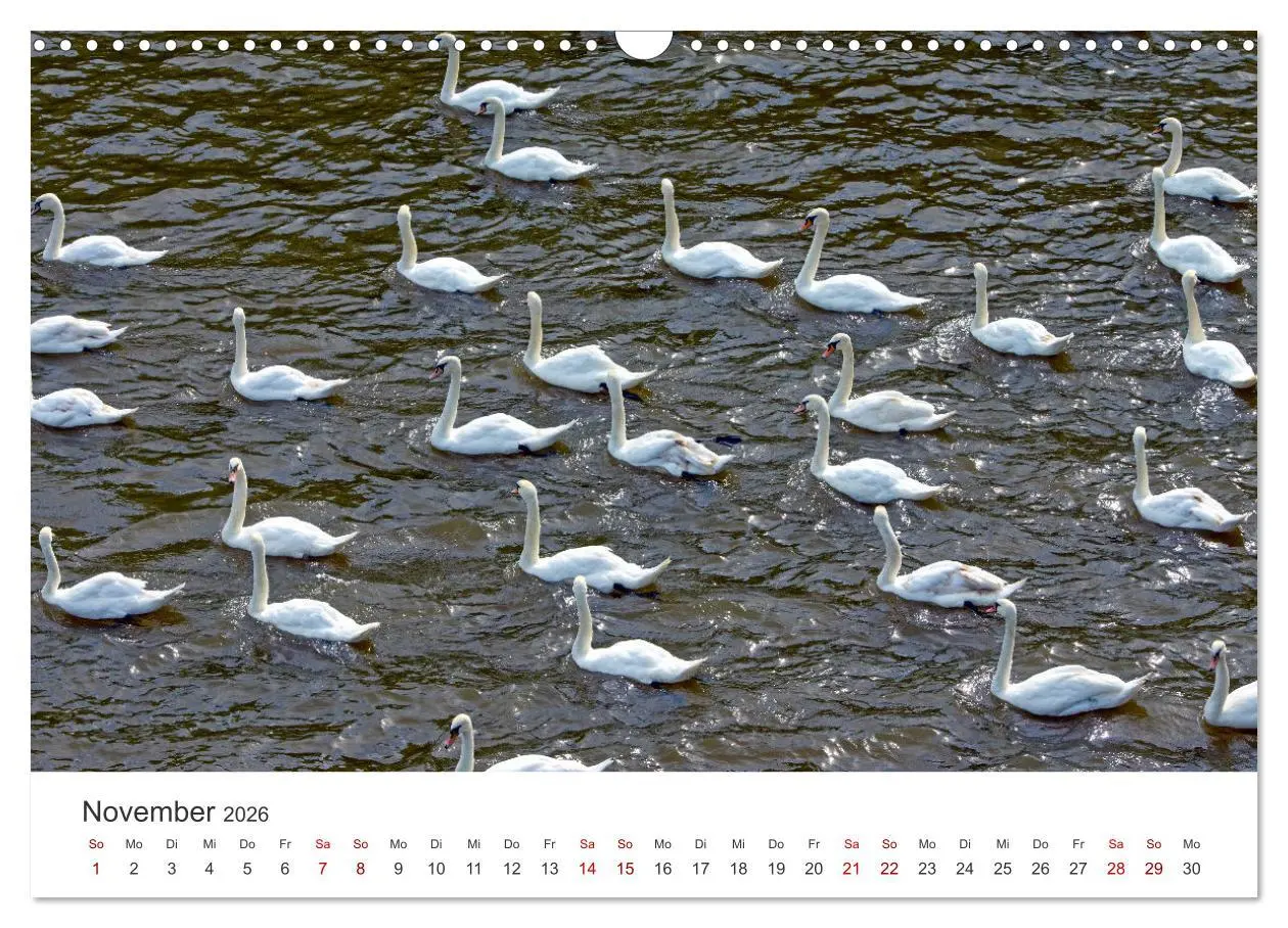 Bild: 9783457558874 | Schwäne - Prachtvolle Federkleider. (Wandkalender 2026 DIN A3...