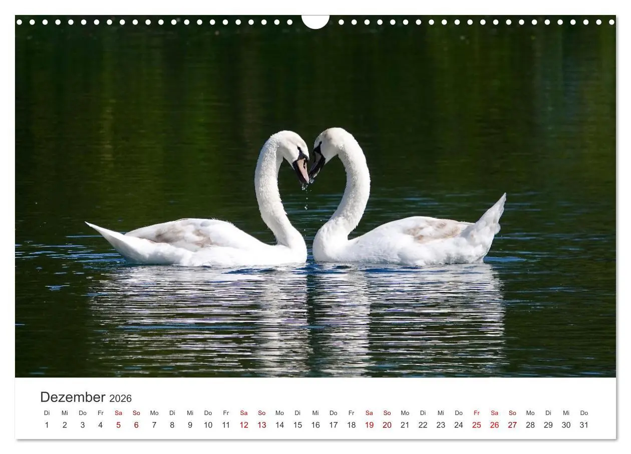 Bild: 9783457558874 | Schwäne - Prachtvolle Federkleider. (Wandkalender 2026 DIN A3...